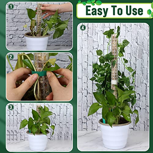 Support plante Monstera avec tuteurs emboîtables en plastique et étiquettes - 7