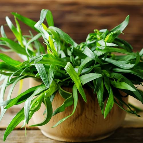 Semillas de estragón, variedades antiguas jardín de verdes semillas de comprar de estragón 400pcs