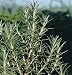 David's Garden Seeds Herb Rosemary SL9322 (Green) 200 Non-GMO, Heirloom, Seeds