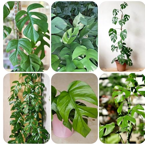 semillas de plantas monstera, semillas de plantas de interior plantar semillas sala de estar plantas para lugares soleados, pastos resistentes perennes, fácil cultivo de semillas, 250pcs