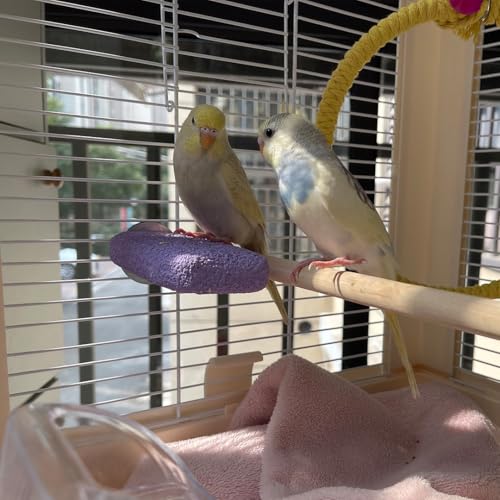Image of Bird Perch Grinding Stand - Ideal for Small & Medium Birds Like Parrots, Budgies, and for Chinchillas, Hamsters. Great for Beak & Teeth Grinding, Climbing & Jumping (Purple, L)