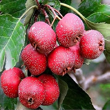 80Pcs red Giant Hawthorn Fruit Seeds
