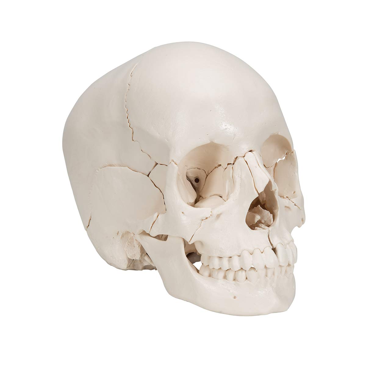 3B Scientific A290 Cranio Scomponibile 3B Scientific, Versione Anatomica in 22 Parti + software gratuito di anatomia - 3B Smart Anatomy