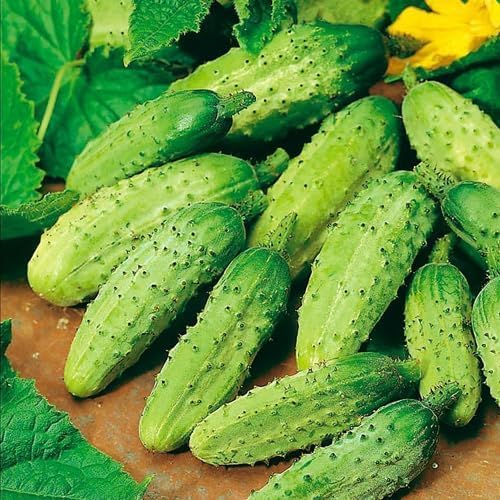 Image of Cucumber /Desi Kheera Seeds for Planting, High Yielding Seeds | 50 seeds per pack