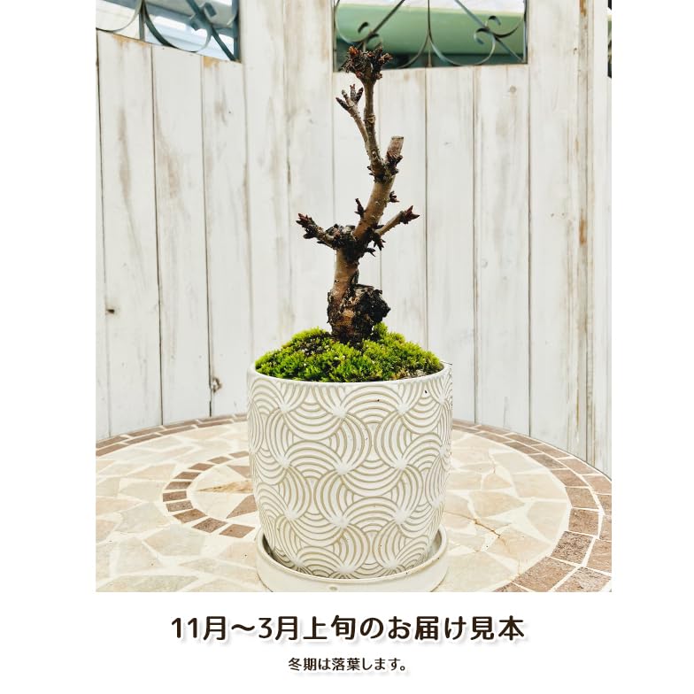 Amazon.co.jp: 桜盆栽 一才桜旭山（あさひやま）INリヒトポット 選べる