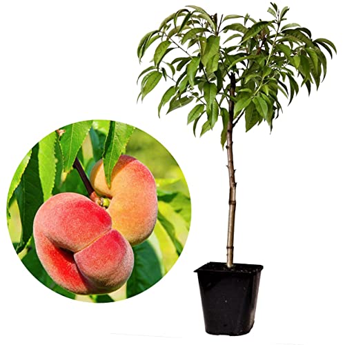 Plant in a Box - Prunus Persica 'Saturne' - Melocotonero - Árbol frutal - Árbol...