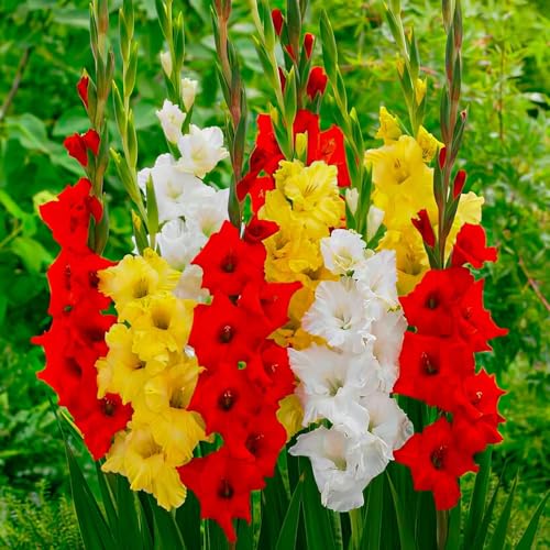 Gladioles Bulbes Jaune Rouge Blanc Collection - 20 Bulbes de Fleurs à Planter Exterieur - Plantes Vivaces Exterieur - Rustique - Naturelle Plantes de Hollande (pas de graines, non artificiels)