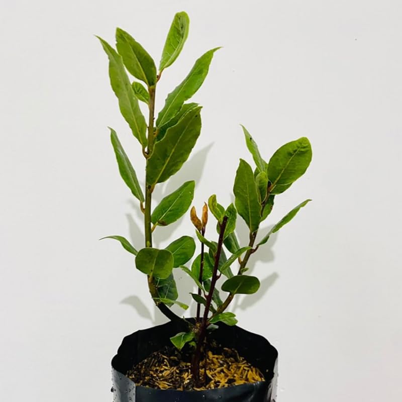 Laurus Nobilis Bay Leaf Live Plant, 8-11 Inc Tall from Bottom Pot, Bay Leaf Tree, Sweet Bay Laurel Herb Plant