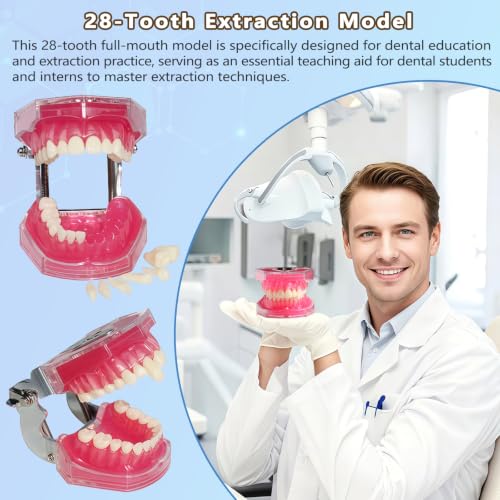 Image of 1 Pack Dental Demonstration Teeth Model with 28 Removable Teeth Teaching Study Model Tool Silica Gel Soft Gum for Dental Education,Dental Training,Demonstrations