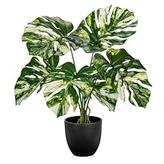 Green and White Monstera