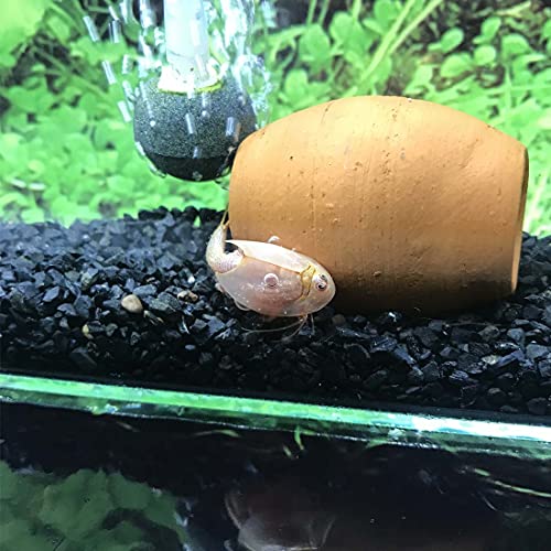 GreenWaterFarm Triops Red Longicaudatus Eggs for Hatching and Culture Suitable to be Pet and Science Project (Pure 200 Eggs) by GREEN WATER FARM - Used condition - Image 5