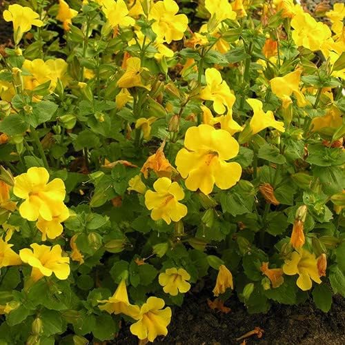 Plant World Seeds Alstroemeria Ligtu 'Simsii' Seeds (Perennial Flower