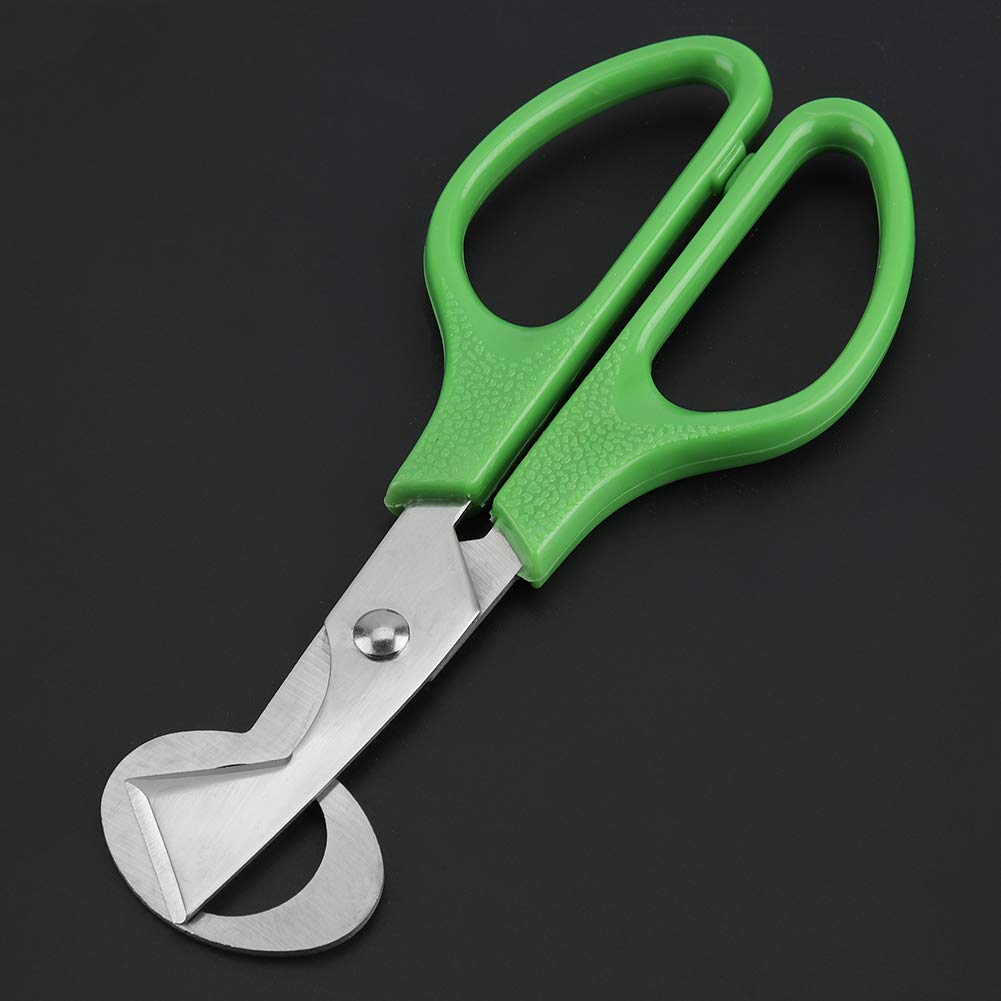 Farm & Ranch - Forbici in acciaio inox per tagliare il guscio di uova di quaglia e piccione