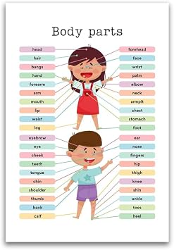 Body Parts Anatomy For Kids Poster - Educational For Gradeschool Homeschool Classoom - 12 x 18 Inch Premium Gloss Poster - For Classrooms Dorms And Home Decor - Made in USA - FHJP0430