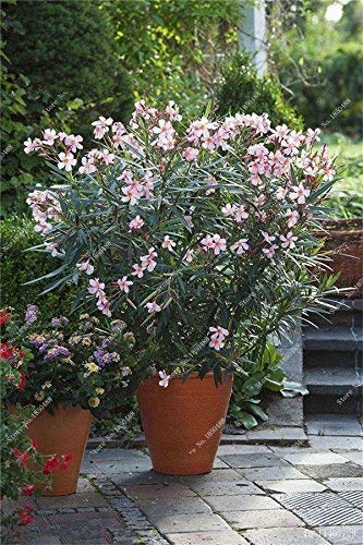 Swansgreen 2: Bonsai Nerium Oleander Seed (Nerium Indicum Mill) Outdoor  Charming Flower Tree Blooming Plants Garden Decoration 120 Pcs/Lot 2 :  Amazon.de: Garden