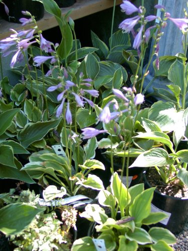 HOSTA Mix Seedsatain Lily Ombra Amare semi perenni Semi