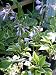 HOSTA Mix "Plantatain Lily" Shade Loving 25+Perennial Seeds
