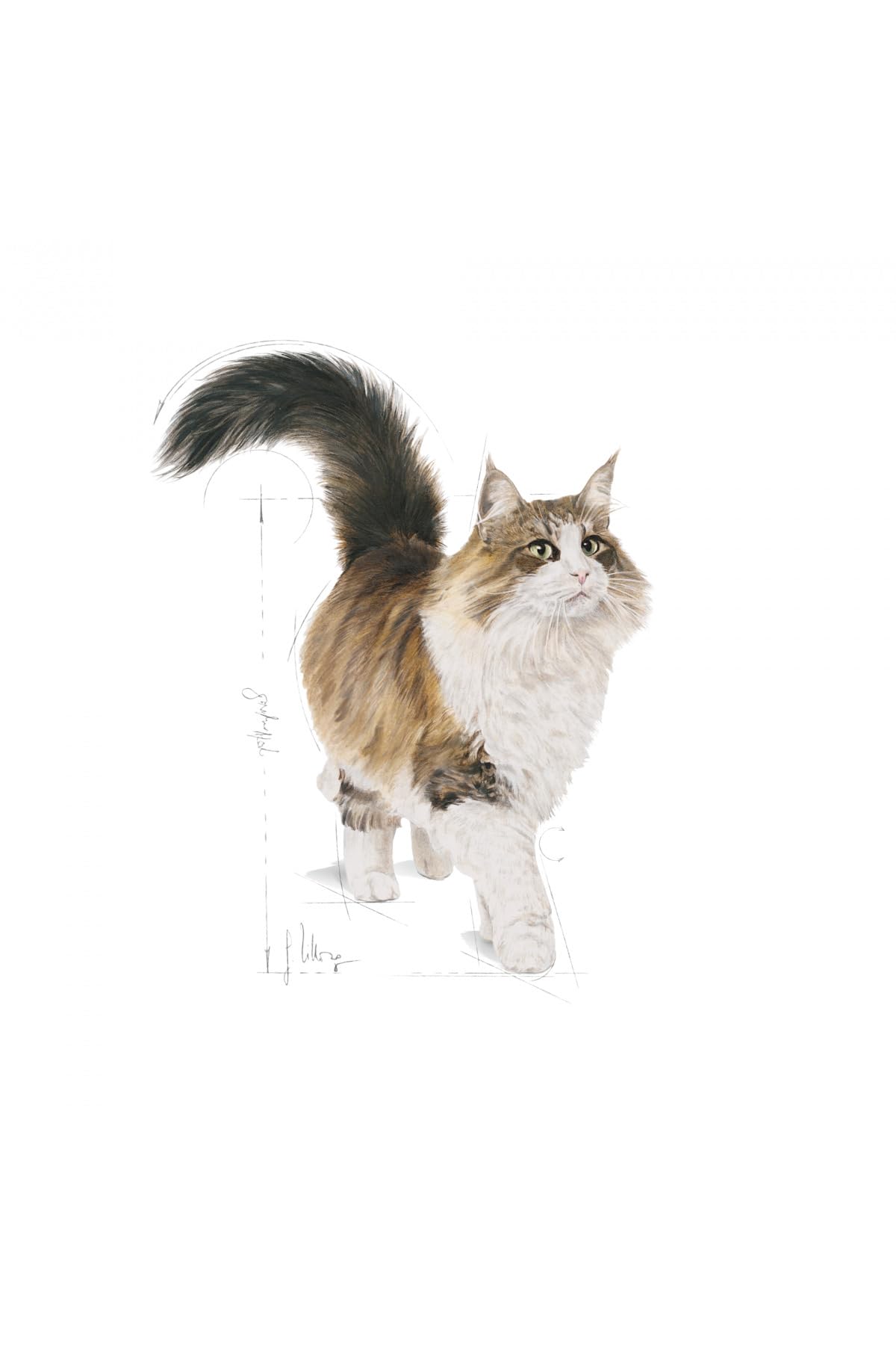 ROYAL CANIN Feline Instinctive Sauce Portionsbeutel Adult 48 x 85g