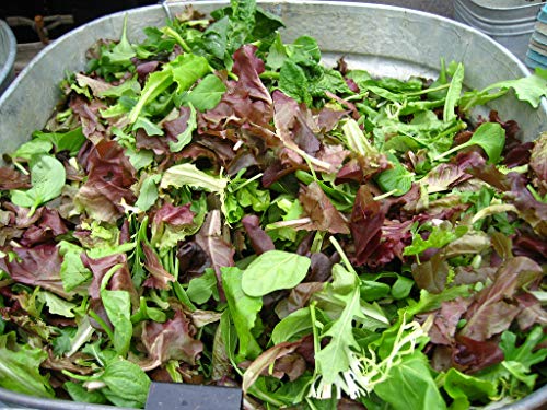 Salad Garden Seeds - Mesclun Mix - Gourmet Greens And Lettuce Alternative - Heirloom Varieties - Liliana's Garden #TOP4