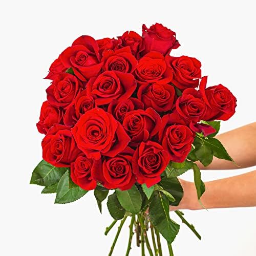 BloomsyBox: Fresh Cut Red Roses - 24 Long Stems, Red Rose, Hand-Tied in Eco-friendly Wrap, with Personalized Gift Card Message, Vase Not Included