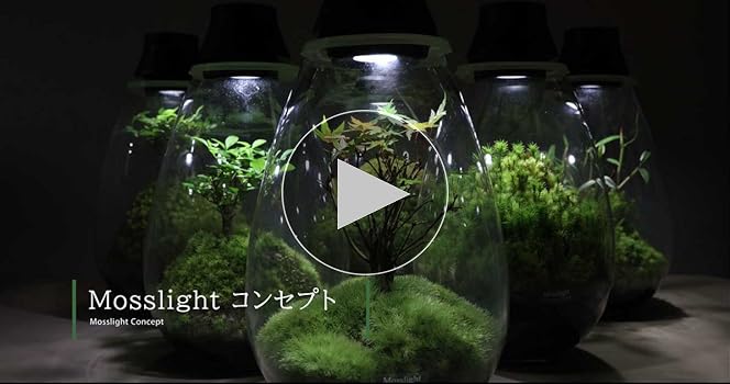 Japanese Moss Terrarium with LED lighting, Mosslight Black Brand From Japan  New