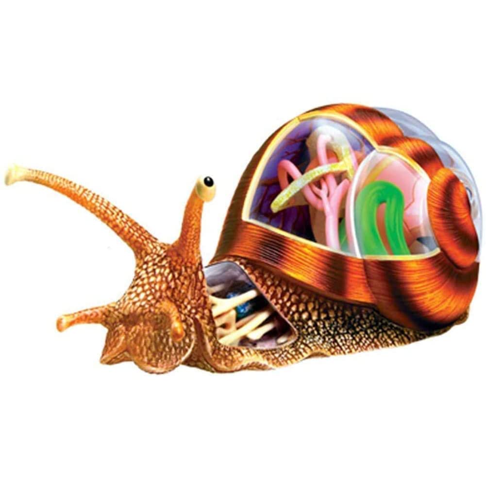 Modèle De Squelette D'escargot Anatomique, 32 Organes Et Pièces Détachables 4D, Modèle Éducatif Animal pour La Biologie, pour L'école