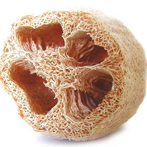 Loofah 20 Seeds - Muop Khia, Luffa Angled Gourd/Ridge Gourd Seeds, Loofah Sponge/Luffa Sponge Chinese Okra Seeds, Climbing Vegetable Luffa Seeds For Planting #TOP2
