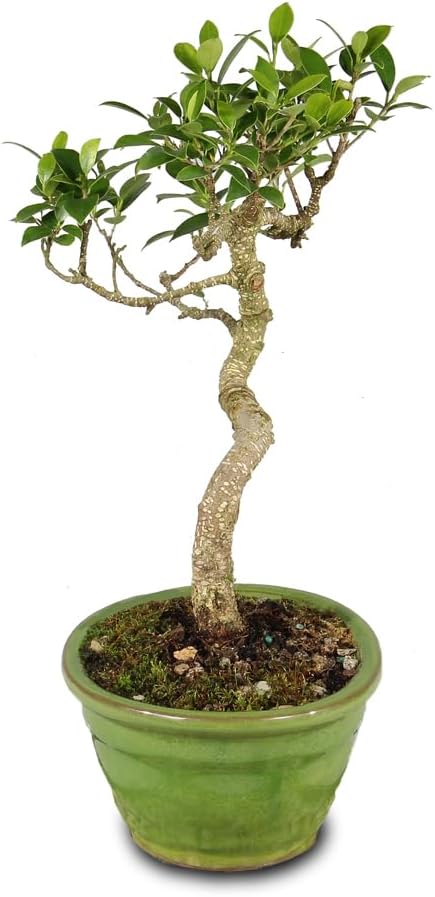 Brussel's Bonsai - Live Golden Gate Ficus Bonsai Tree in Ceramic Bonsai Pot, Indoor Bonsai Plant, 4 Years Old, 5-8 Inches Tall, Easy Care Houseplant for Home or Office (Small, Green)