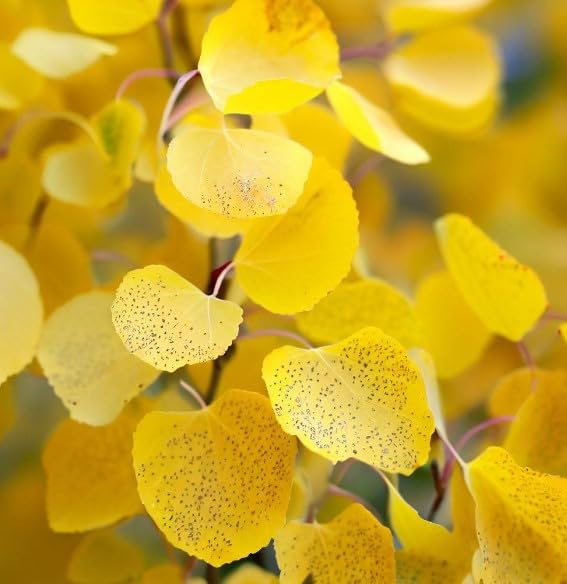 Populus tremuloides (Quaking Aspen) Tree Seed by MySeeds.Co, Leaf Color ranges from Light Green to a Vibrant Yellow, You Choose The Amount (1 Gram)