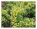 Produktbild 1 x Ilex crenata Convexed Gold (Löffel Ilex) 10/15 Buchs Buxus Ersatz 1,99 pro Stück