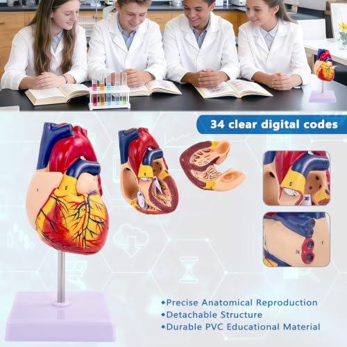 Image of 1:1 Life-Size Human Heart Model with 34 Numbered Anatomical Markers,2-Part Detachable Heart Anatomy Model for Education, Cardiology Study, Patient Demonstration