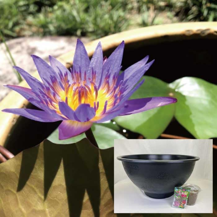 すぱるん♬ Nymphea パウダー紙箱 5個セット　新品　希少 すぱるん♬ Nymphea パウダー紙箱 5個セット 新品 希少 フランス