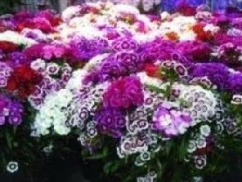 Viridis Hortus - Sweet William Special Mixed Seeds 2,850 (3g's Approx.) Flower Seeds - Hardy Biennial