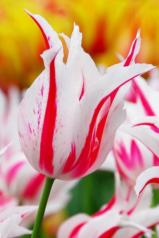 RADHA KRISHNA AGRICULTURE® Tulip Lily Flower Bulbs Red with white mix