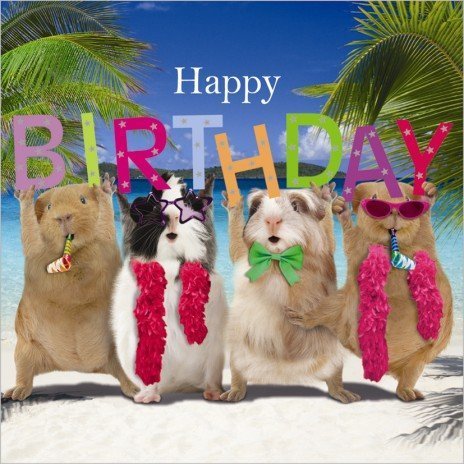 Guinea Pigs Birthday Card "Birthday Party"