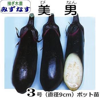 なす 小なす（小ナス・小茄子・ナス・なす） 1箱 高知産 : おおつる