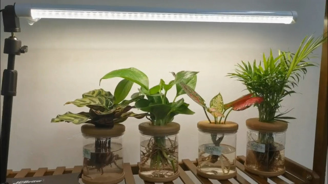 Amazon.com : JCBritw Standing LED Grow Light，Adjustable 2ft T8