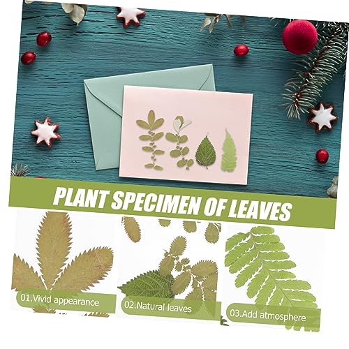 SEWACC 4 Unidades 1 Material De Gravação De Flores Secas Decoração Botânica Delicadas Folhas Artesan