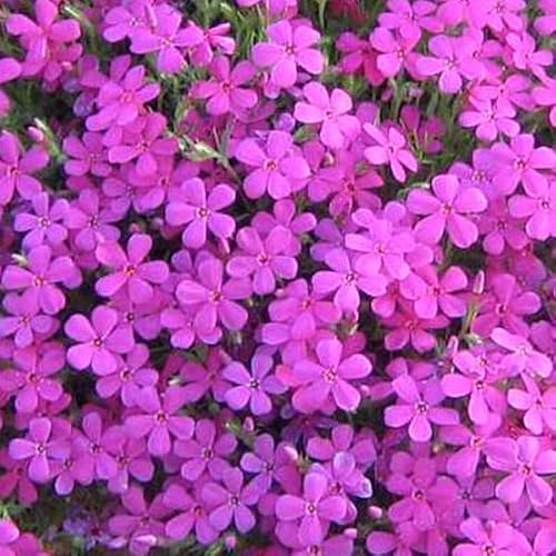 12 unità Phlox Douglasii 'Crackerjack' - Phlox Nana 'Crackerjack' Vaso 9x9cm ±1 m² - Phlox Nano con Fiori Vivaci e Compatti