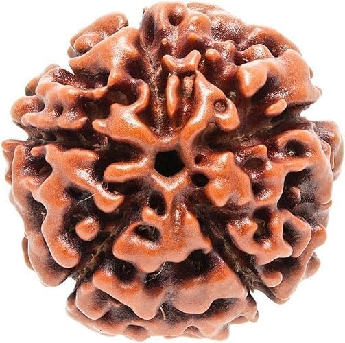 Certified Original 5 Mukhi Rudraksha Round Bead (Colour: Brown) Mala | 5 Face (Panchmukhi) Rudraksha Beads | Authentic Genuine Rosary (1pc Bead)(15 to 20 mm)