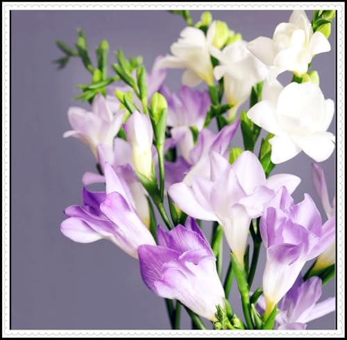 Mysterious Freesia Bulbs for Planting/Excellent Display/Good