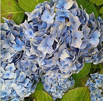 CRTGW di Vendita Caldo perenne Fiori di Ortensia Semi Balcone Pianta in Vaso Ortensia Vaso di Fiori per Coltivazione di Piante Semi 100pcs 15