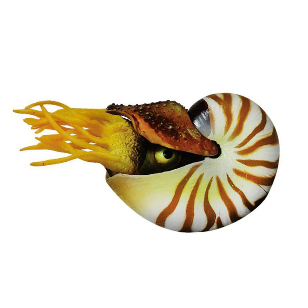 3stücke Simulation Nautilus Muscheldekor Für Aquarien Kreative Deko Für Fischbehälter Wohnzimmer Garten Bastelmaterial Für -kunstwerke Mediterraner Stil Hochwertige