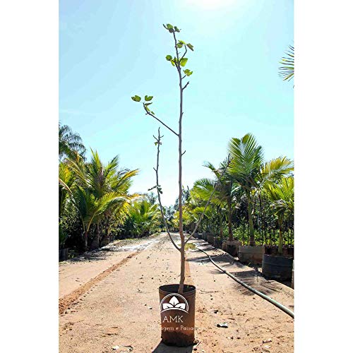 Muda de Figo (Em Ciclo Produtivo)