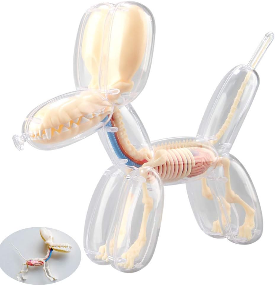 Anatomical Model,4d Dog Anatomy Model,Big Balloon Dog