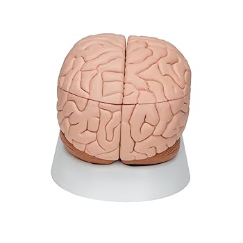 Amazon.co.jp: 3B社 脳模型 脳8分解モデル (c17) : 産業・研究