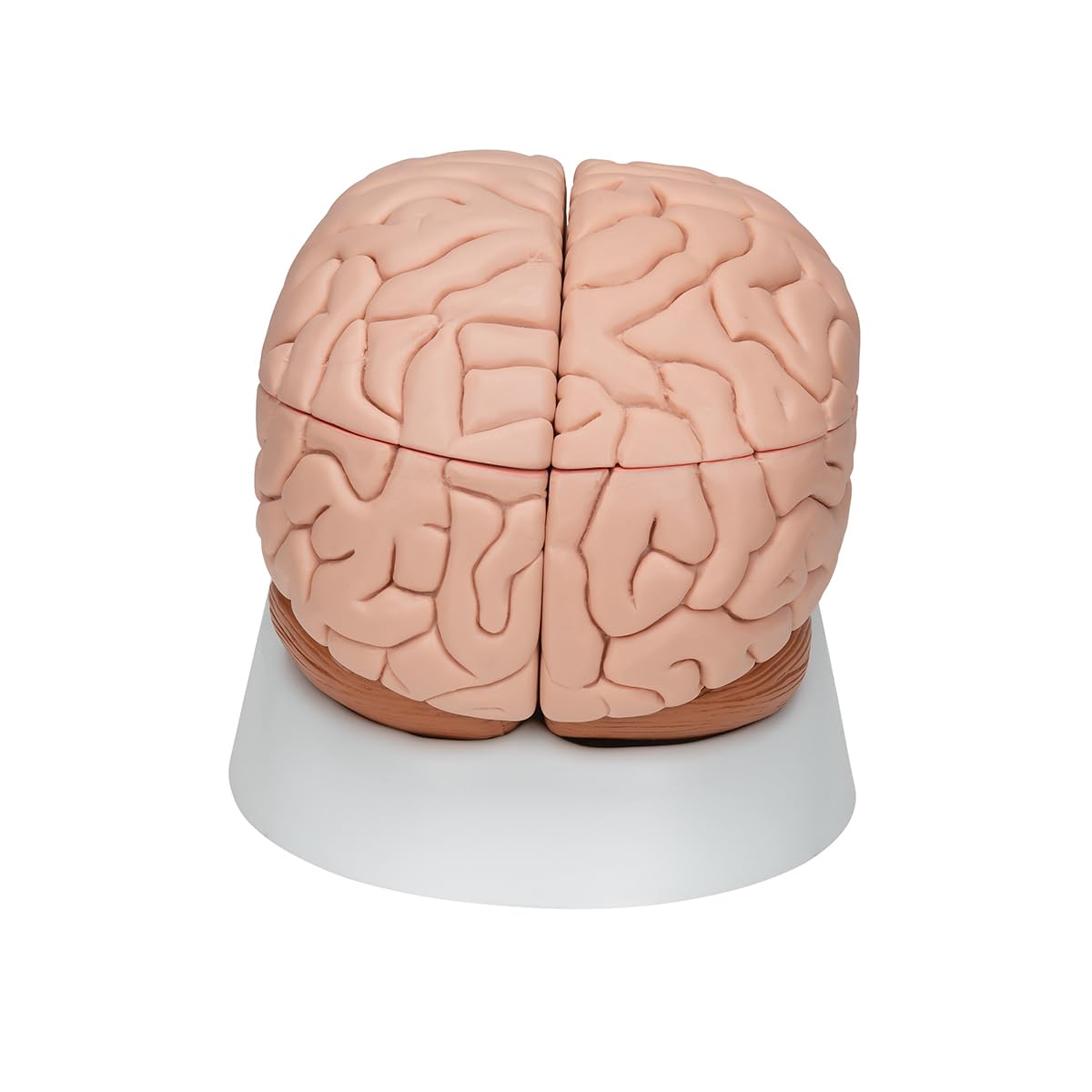 3B Scientific C17 Encéfalo de Lujo, desmontable En 8 Piezas - 3B Smart Anatomy