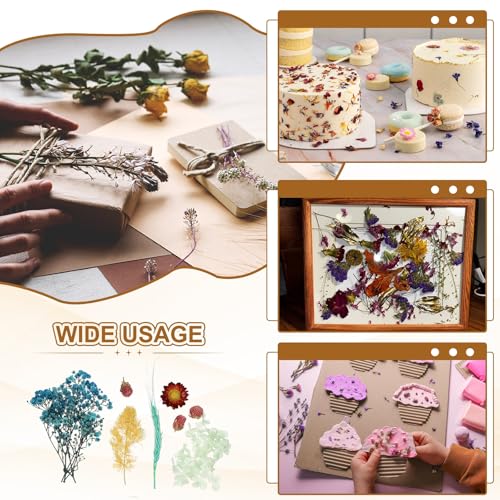 Set de Flores Secas Naturales para Manualidades miniatura 6