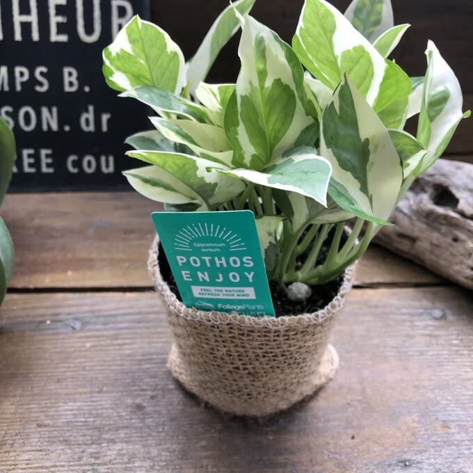 モカポトスページ Amazon｜ポトス エンジョイ 3号 観葉植物 デスクに 斑入り｜観葉