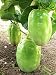 Passiflora quadrangularis, Giant Granadilla passion fruit flower seed 10 SEEDS